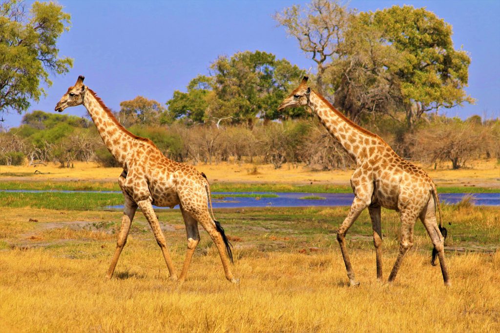 Le Botswana, un safari en famille inoubliable !